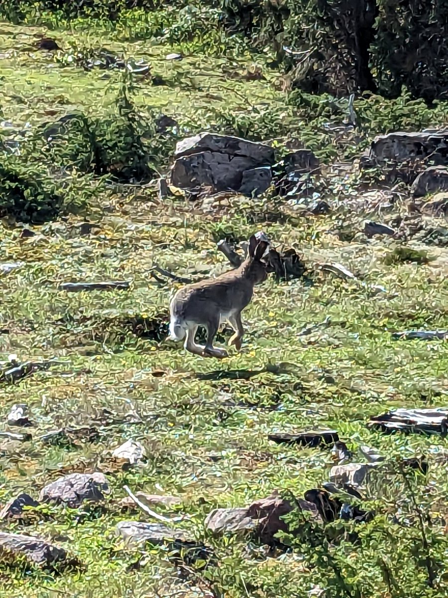 botratfn's tweet photo. I was touching grass today and guess what, i found a rabbit 🥺. https://t.co/SzhzUz66vE