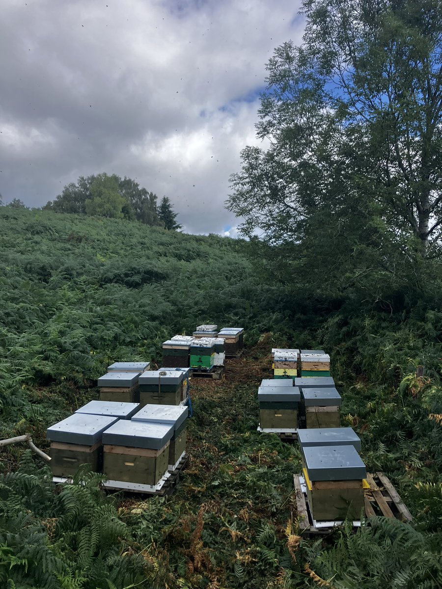 ❗️❗️ Gutted, just had a call from landowner saying that someone has cut down the fence in the middle of the night and stolen 15 colonies. Location is Garth just outside Llangollen in north wales. If anyone sees any of these hives for sale please let me know . After all the work!