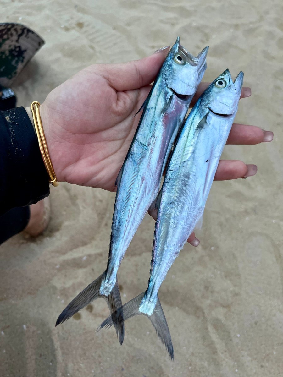 VeraaaYang's tweet image. If you've been in the sea together, you'll probably remember it for a long time.

#Seafishing
#Hooks
#Fishinggear
#Fishfarming
#Seaside
#Speedboatfishing
#Fishingtournaments
#Fishing