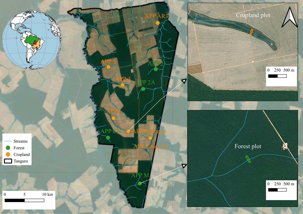 npjbiodiversity's tweet photo. 🌳 Fragmentation alters microclimates &amp; vegetation.

Functional traits of Amazonian riparian forests vary between croplands &amp; forests.🍃 Species with distinct leaf traits persist in agricultural expansion areas https://t.co/qKYverNy9N

#Amazonia #ForestFragmentation 
@SciReports https://t.co/0fHI3p7Wza