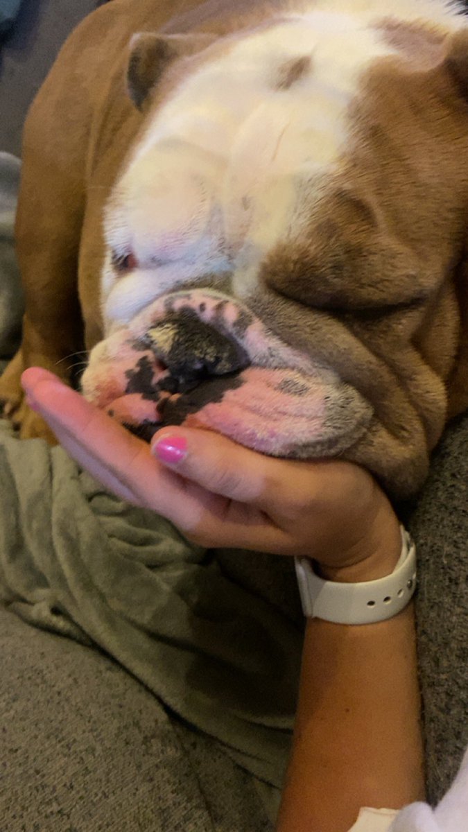 Sometimes you just fall asleep in mom’s hand. #EnglishBulldog #DogsofTwittter