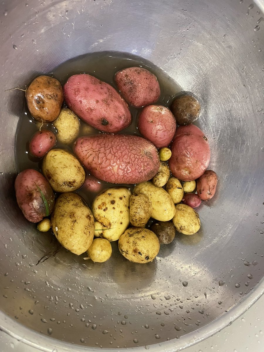 First harvest of the year from our garden