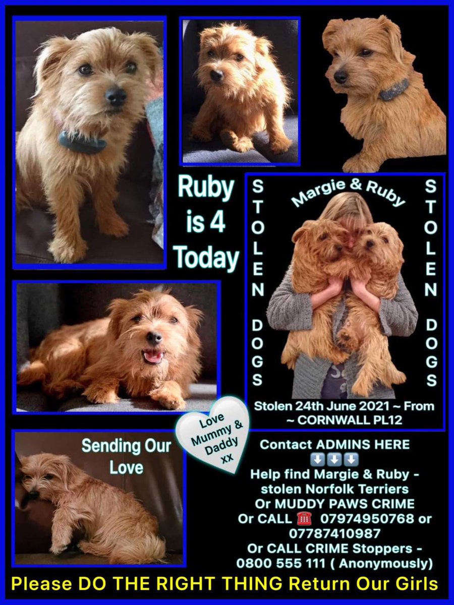 Please keep looking for #StolenMargieandRuby. It's Ruby's 4th birthday today 💔😭😫 Please come home little girls 🙏🙏🙏 As seen on #lostdogslive 18.07.23.