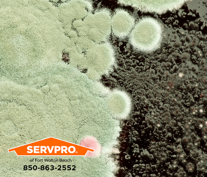 Extensive Mold Damage Discovered in Fort Walton Beach Home? We are highly trained and certified to restore mold damage in Okaloosa County. #SERVPRO #SERVPROofFortWaltonBeach #FWB #HeretoHelp #LikeItNeverEvenHappened #waterdamage #firedamage #propertydamage