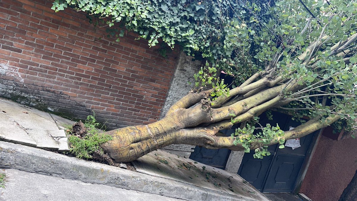 amucinom's tweet photo. @proteccivilnau hay un árbol apunto de derrumbarse en la calle de Antonio Cardenas 7, col Heroes de la Revolución. Naucalpan, por favor su ayuda. https://t.co/JToFIOYw6b