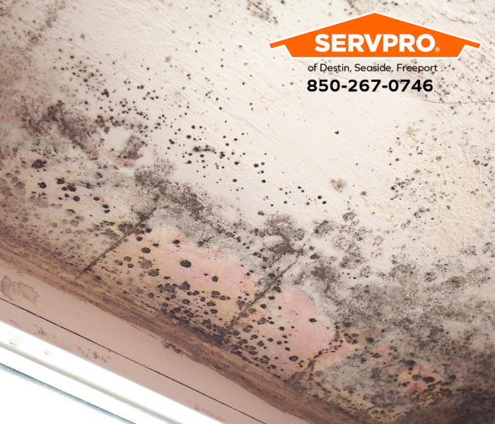 Destin Home Damaged by Mold Outbreak? We are leaders in mold remediation services in Walton County. #SERVPRO #SERVPROofDestinSeasideFreeport #HeretoHelp #LikeItNeverEvenHappened #waterdamage #firedamage #propertydamage