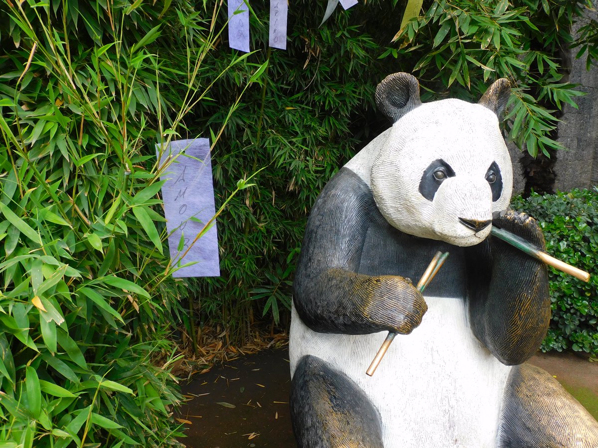 ZoologicosCDMX's tweet image. Por que una palabra expresa mucho, ven y participa en la actividad “El amor por los pandas” y dinos en una palabra que significan para ti, los pandas. Todo esto y más en el marco de los 100 años del #ZoológicoDeChapultepec #100AñosHaciendoHistoria