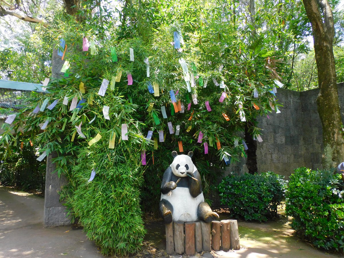 ZoologicosCDMX's tweet image. Por que una palabra expresa mucho, ven y participa en la actividad “El amor por los pandas” y dinos en una palabra que significan para ti, los pandas. Todo esto y más en el marco de los 100 años del #ZoológicoDeChapultepec #100AñosHaciendoHistoria