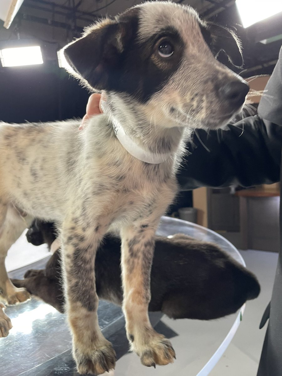NewsPham's tweet photo. Meet Taki and Tostito! They are lab/heeler puppies up for adoption at PetsMart south in Spokane. Hurry before I adopt two more to the Pham fam! 😍 #PickOfTheLitter @KREM2 https://t.co/cx172sbNUz