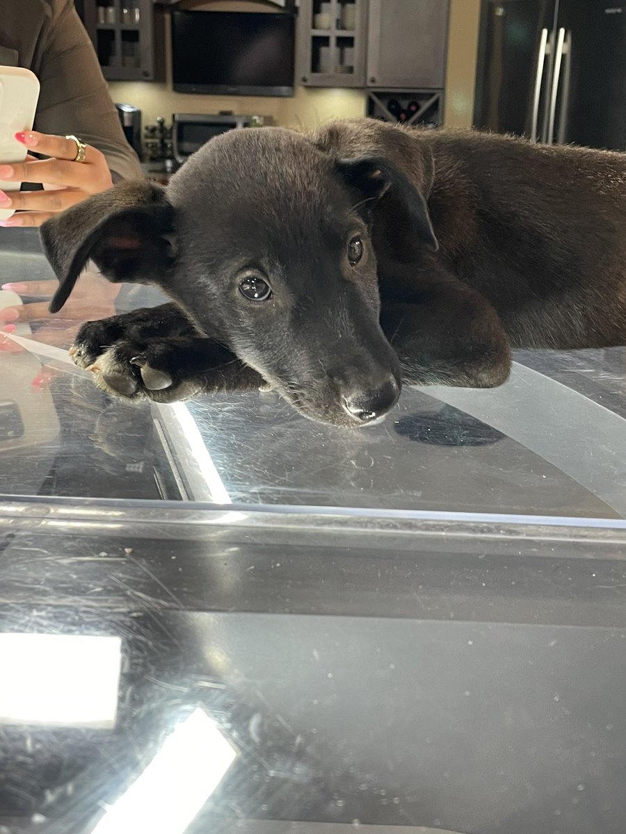 NewsPham's tweet photo. Meet Taki and Tostito! They are lab/heeler puppies up for adoption at PetsMart south in Spokane. Hurry before I adopt two more to the Pham fam! 😍 #PickOfTheLitter @KREM2 https://t.co/cx172sbNUz