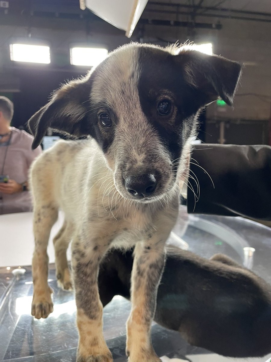 NewsPham's tweet photo. Meet Taki and Tostito! They are lab/heeler puppies up for adoption at PetsMart south in Spokane. Hurry before I adopt two more to the Pham fam! 😍 #PickOfTheLitter @KREM2 https://t.co/cx172sbNUz