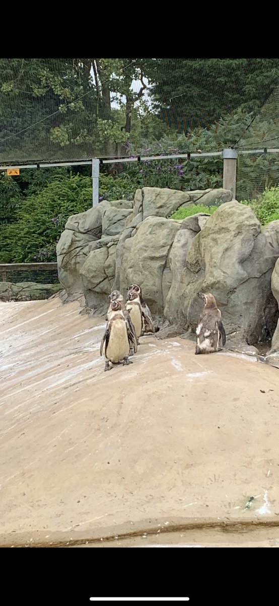 We had a great time at lotherton hall and also visiting the penguins  think they enjoyed Alfie’s story <a href="/LothertonHall/">Lotherton</a> 
@BurtonG_primary #BGReading