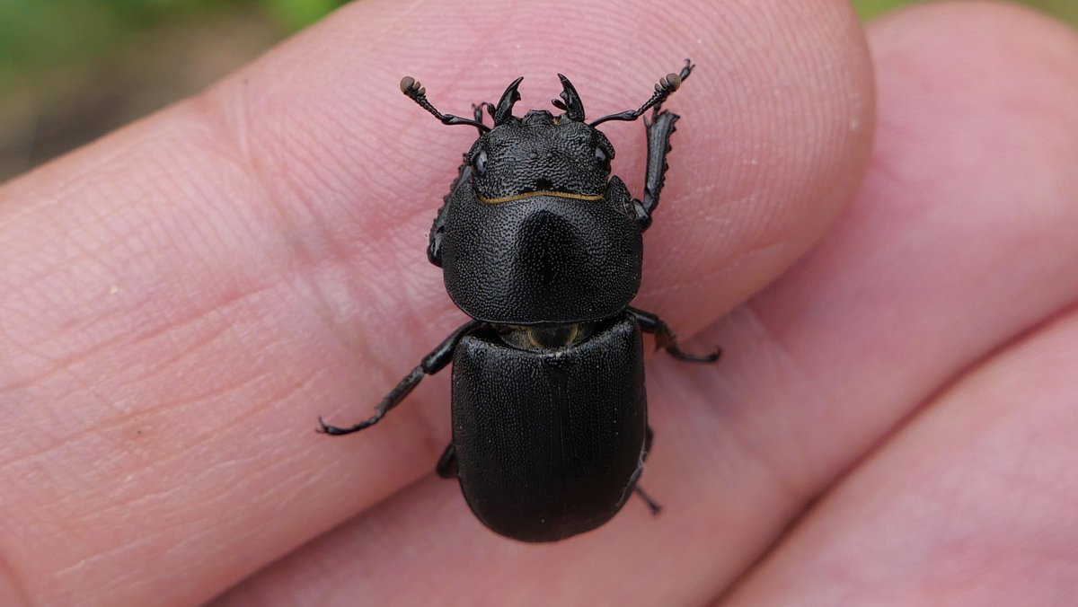 SJBKnott's tweet photo. Beetles indoors: Dorcus parallelipipedus ♀ found on kitchen floor last night. @ColSocBI @hertsbna #LesserStagBeetle https://t.co/ClU6txLBNL