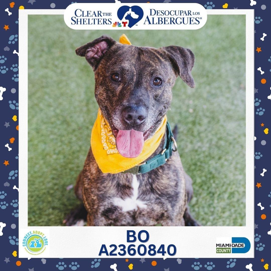 Miami-Dade County Animal Services tweet media