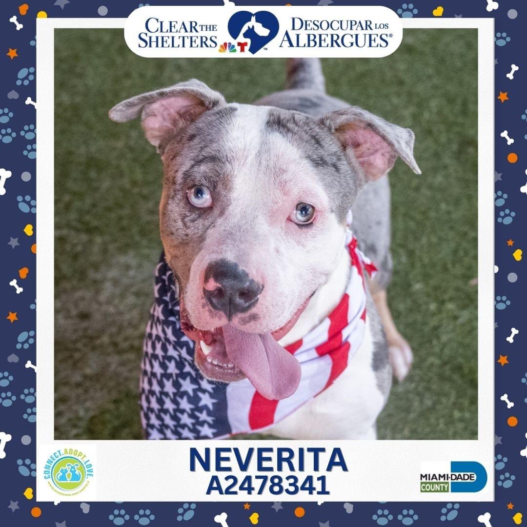 Miami-Dade County Animal Services tweet media