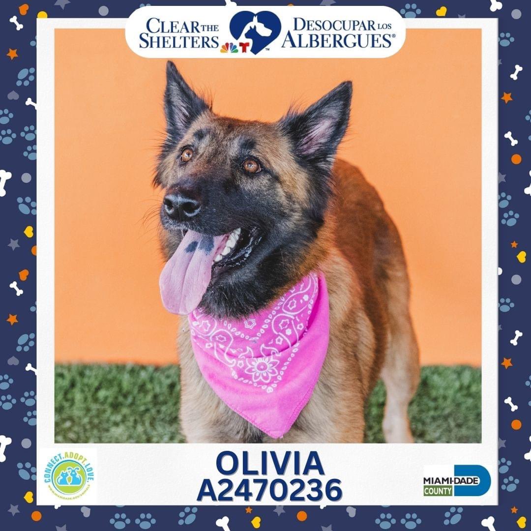 Miami-Dade County Animal Services tweet media