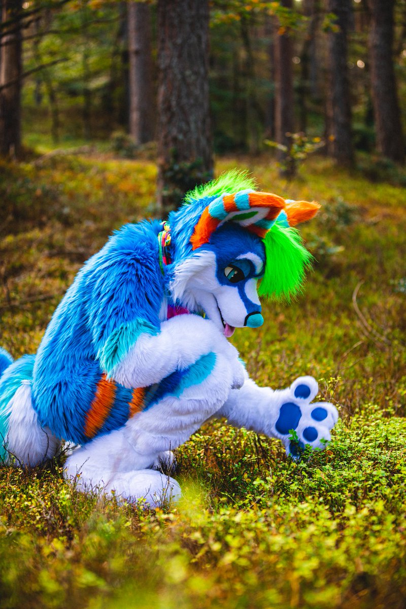 TruffelWusky's tweet photo. I'm gonna find you a 🍀! And I'm not gonna stop searching till I find one for you!

#TruffelTuesday #furry

📸 @Jekyllfoxx https://t.co/E1KYQC9wtf
