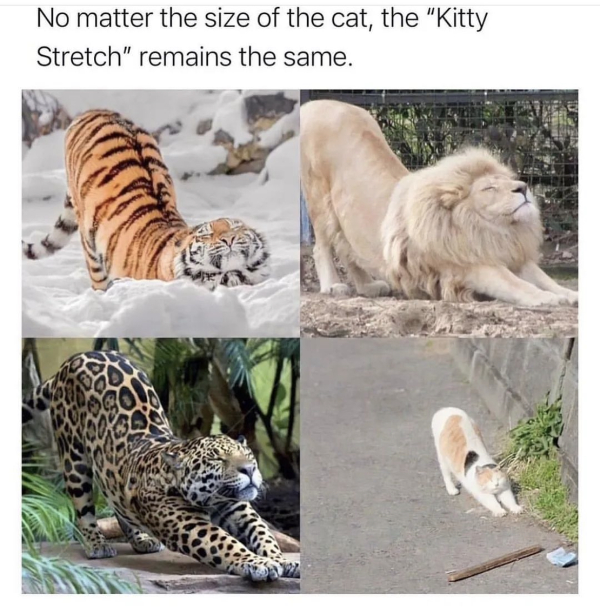 RespectfulMemes's tweet photo. https://t.co/BTHSmIqPJ5