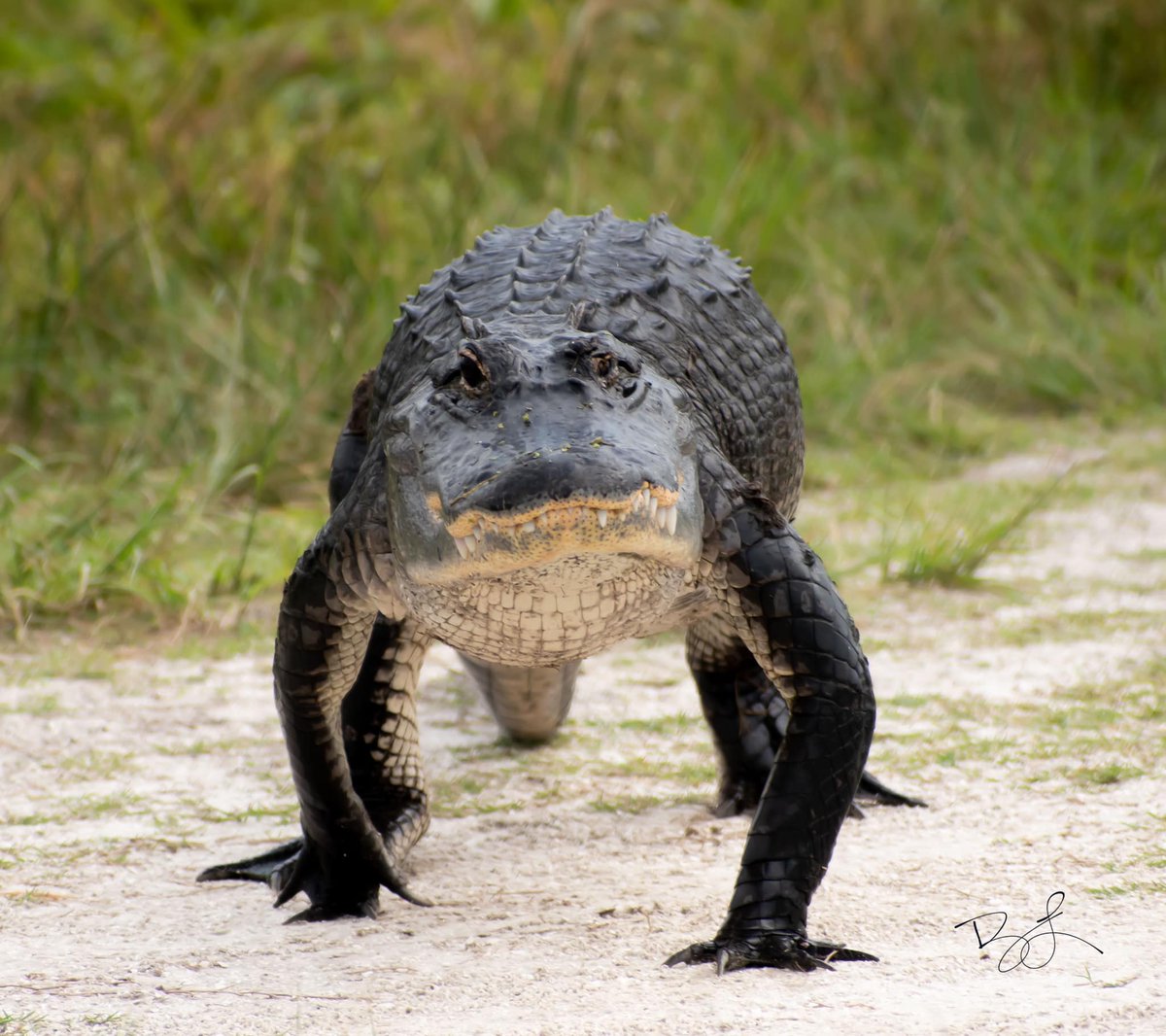 GatorsDaily's tweet photo. he is committing a federal crime https://t.co/hLWA0WGge2