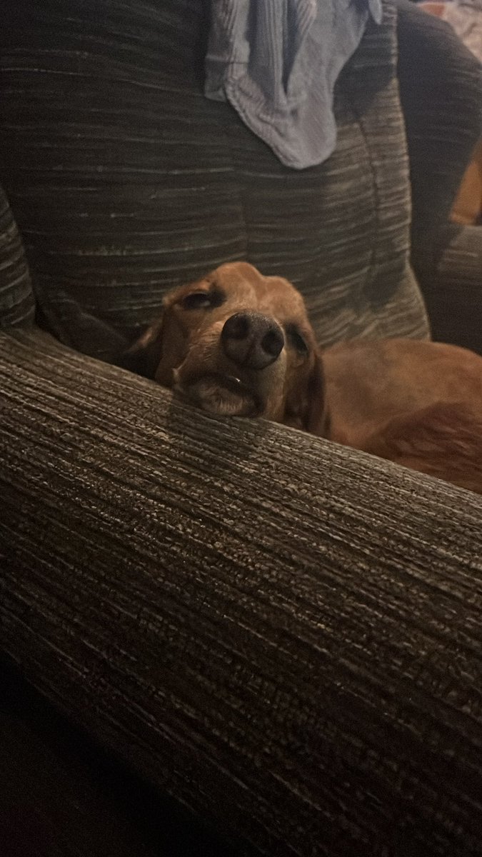 Sausage Mom tweet media