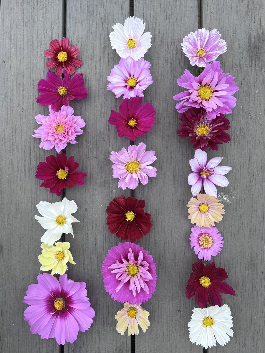TheJSheppard's tweet photo. All cosmos bipinnatus look the same don’t they!
Oh wait… tall, dwarf, pinks, yellows, apricot, early flowering, later ones etc etc. No they aren’t all uniform.
#cosmos #nationalplantcollection #pollinatorfriendly #cultivars #nonenative #notinvasive https://t.co/xhs7TSlL5m