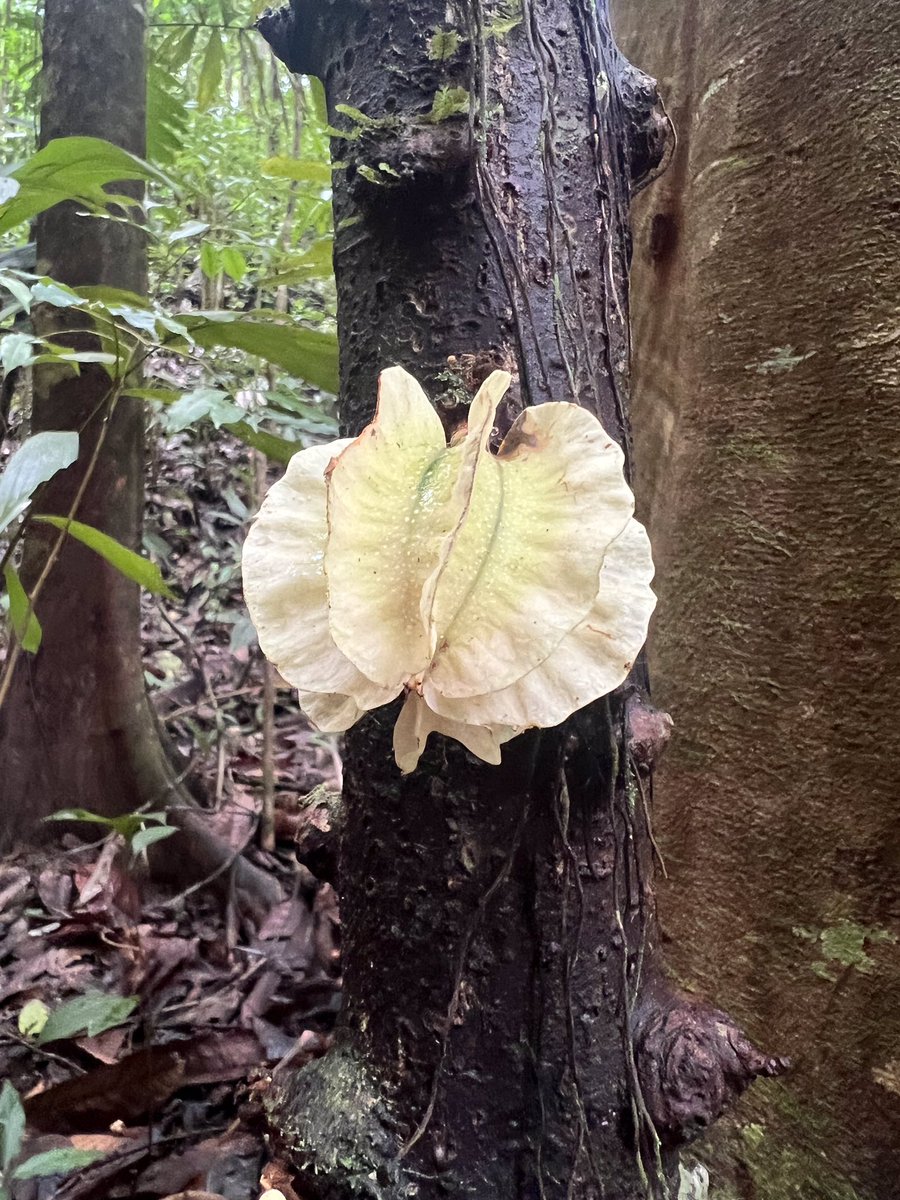 joingsc's tweet photo. 🌿🍃 Calling All Nature Enthusiasts! 🍂 Can you identify this peculiar fruit found within our nature reserve? 🌳🌱 Leave your guesses below, and let's unravel this botanical mystery together! 🔍 #costarica #GSC #nature https://t.co/OTL9WxuOkZ