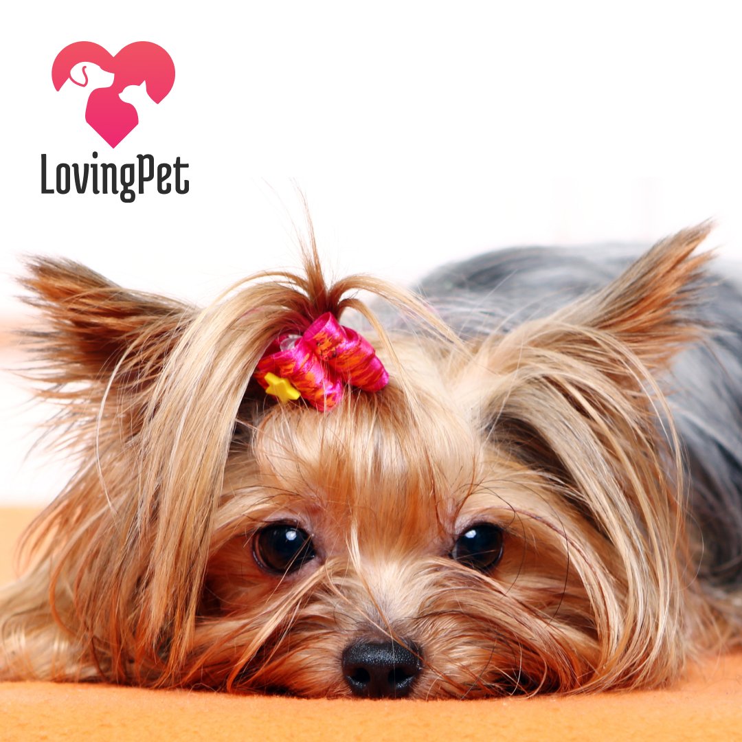 LovingPet2's tweet photo. Happy National Yorkie Day!

#pet #pets #dog #dogs #cat #cats #petlovers #petlove #petlover #lovingpet #aquamation #cremation #alkalinehydrolysis #waterbasedcremation #petaquamation #petcremation #petloss #petdeath #petservice #petcare https://t.co/CdVbgKi90A