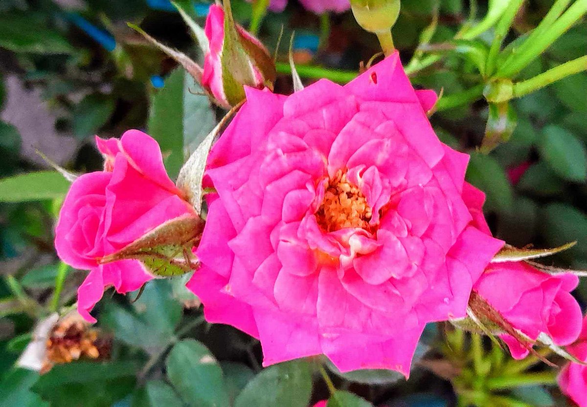 rodelcost's tweet image. Happy #kakampink Wednesday 💗
Miniature rose
#flowerphotography