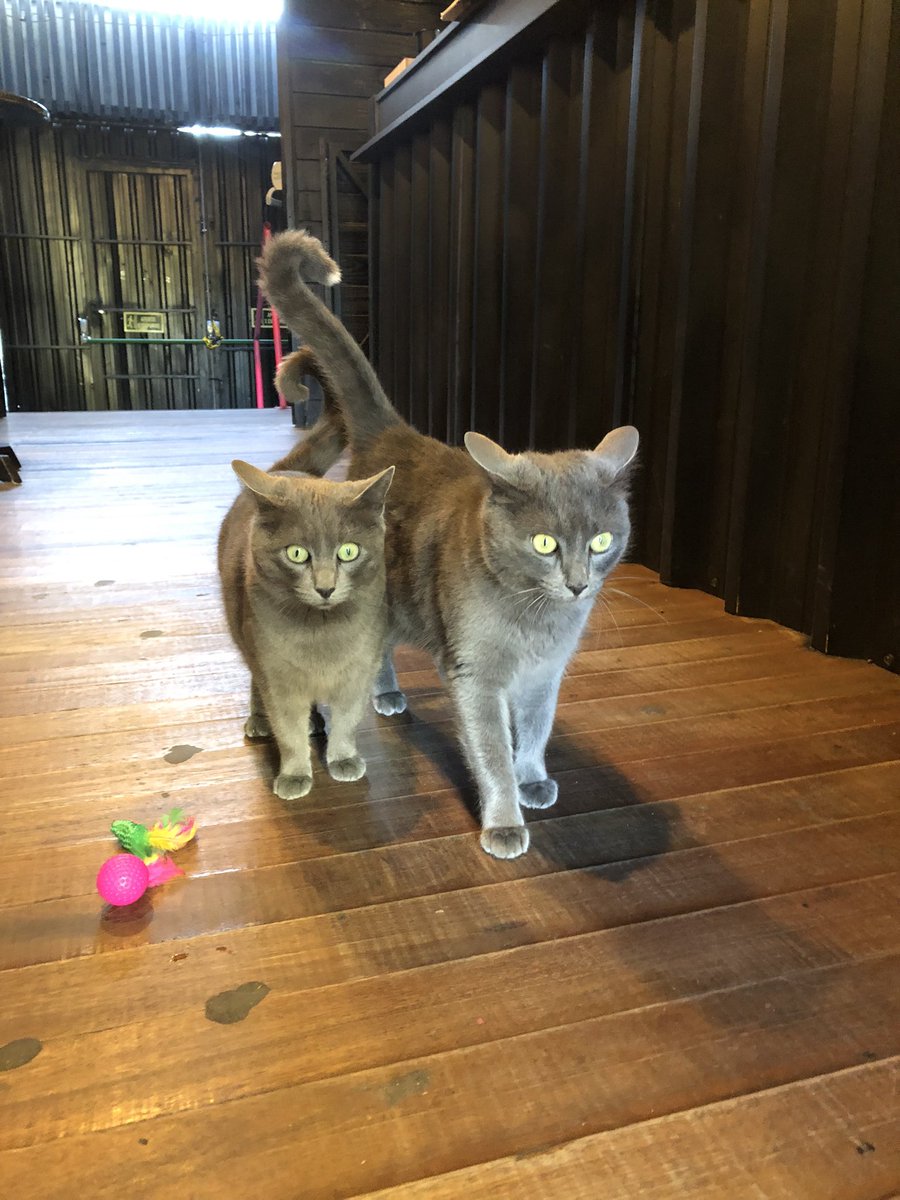 doperole's tweet photo. Nossos mimis ganharam mimos kkk

Obrigado Hunter Petshop! Eles amaram e já espalharam todos os brinquedinhos pela Dope, se alguém achar pelas festas favor devolver 😂❤️‍🔥 https://t.co/NX9gZuWUFb