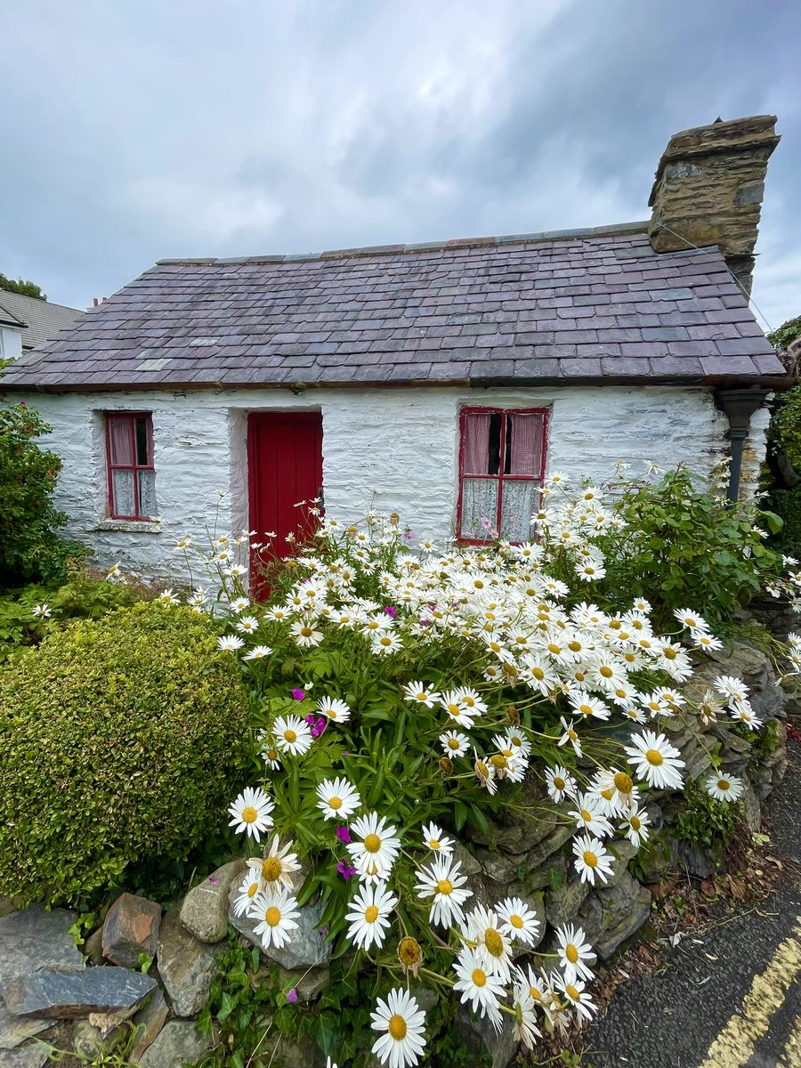 Jothegiraffe's tweet photo. Molly Carrooin's Cottage circa 1700s with daisies the size of dinner plates.

#IsleofMan https://t.co/3Z2bGPGD8w