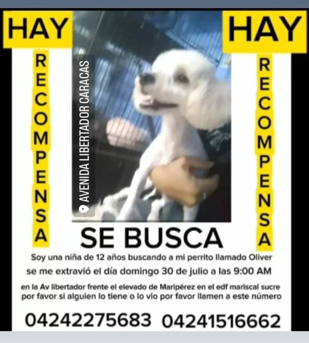 PerroUsuario's tweet photo. Su familia busca a Oliver, Av. Libertador Mariperez, Caracas https://t.co/qUXMkLgzSX