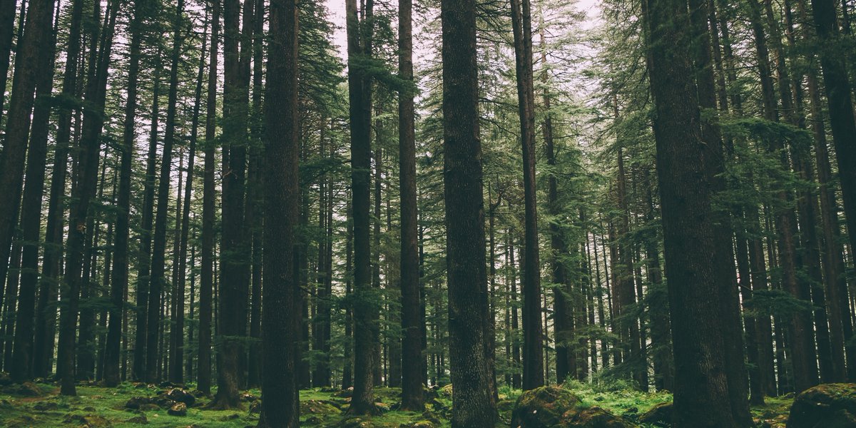 foodandwater's tweet image. Forests are not dumping grounds for carbon waste!

Sign here to tell the U.S. Forest Service NOT to allow dumping of carbon waste in forests: fwwat.ch/3rUmvNB