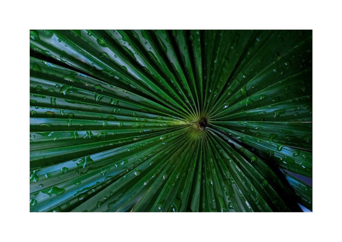 Some plant shots after the sky fell of