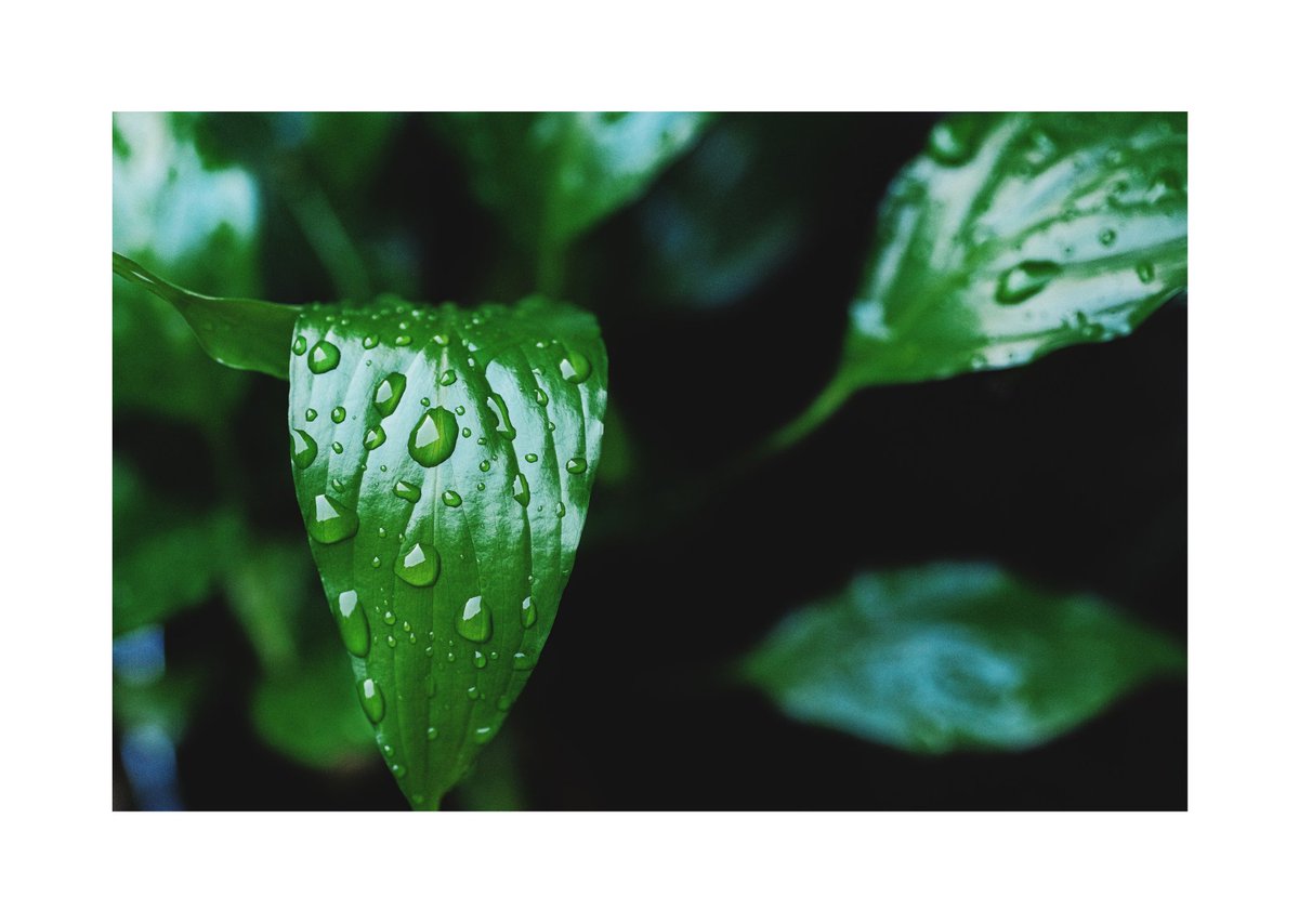 iamgarykosa's tweet photo. Some plant shots after the sky fell of https://t.co/CDCV08nxOg