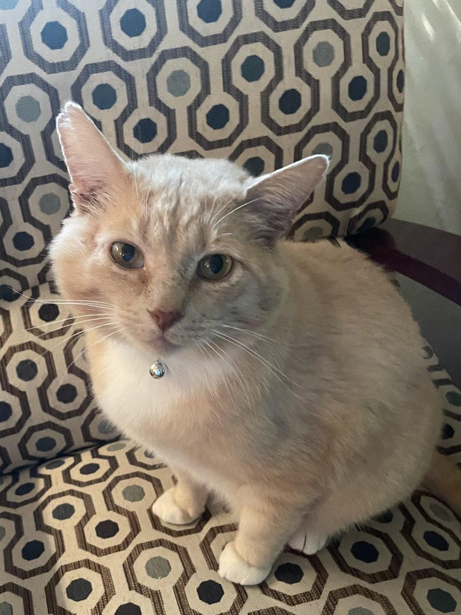 maria_delisa's tweet photo. Chester appreciation post 😻 https://t.co/hnbHhc4mHv