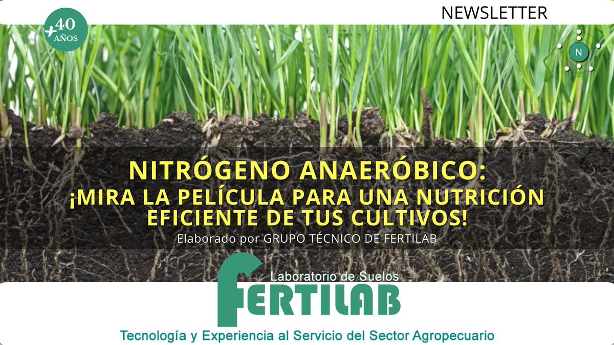 FertilabLab's tweet photo. ɴᴜᴇᴠᴏ ɴᴇᴡꜱʟᴇᴛᴛᴇʀ
NITRÓGENO ANAERÓBICO: ¡Mira la película para una nutrición eficiente de tus cultivos!
Elaborado por GRUPO TÉCNICO DE FERTILAB
https://t.co/h4CTvZUyBF 

#nitrogeno #Nan #fertilización #muestreo #suelos #laboratorio #maíz #trigo #cebada #papa https://t.co/4TFd0OIcZk