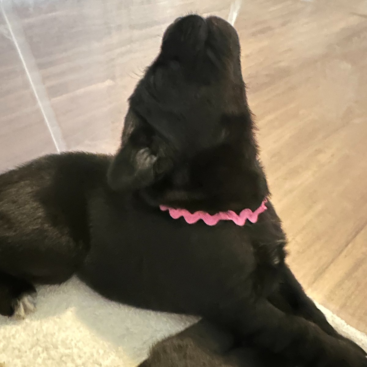 Valor Service Dogs tweet media