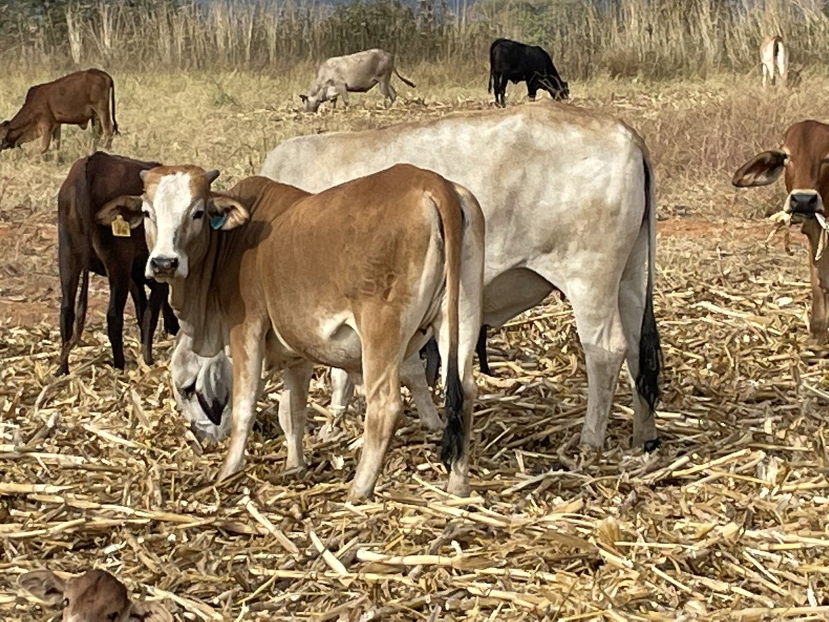 ScrubbsFarm's tweet image. Mombe mumashanga! Harvesting is over, cattle enjoying the dry maize stover.