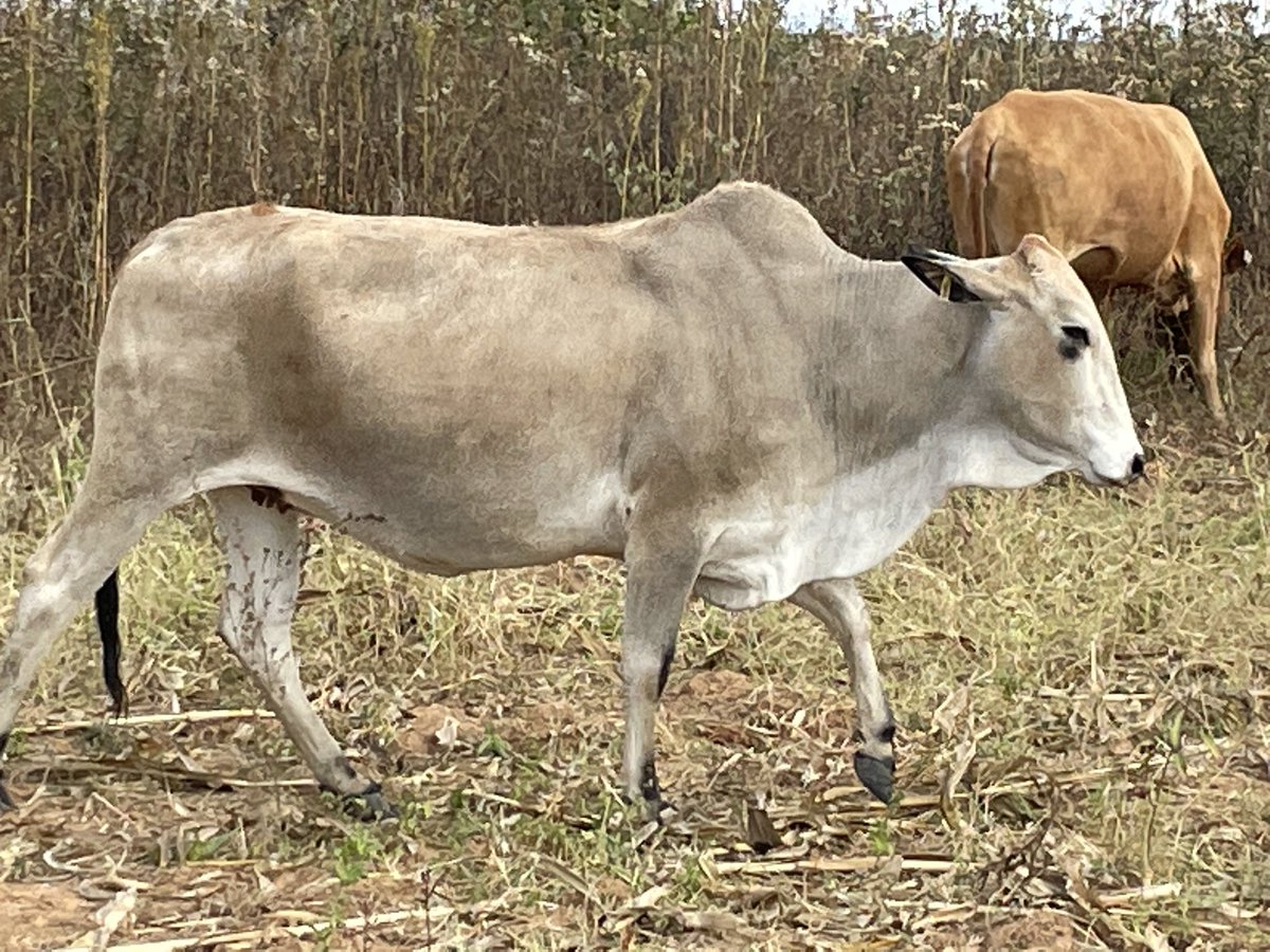 ScrubbsFarm's tweet image. Mombe mumashanga! Harvesting is over, cattle enjoying the dry maize stover.