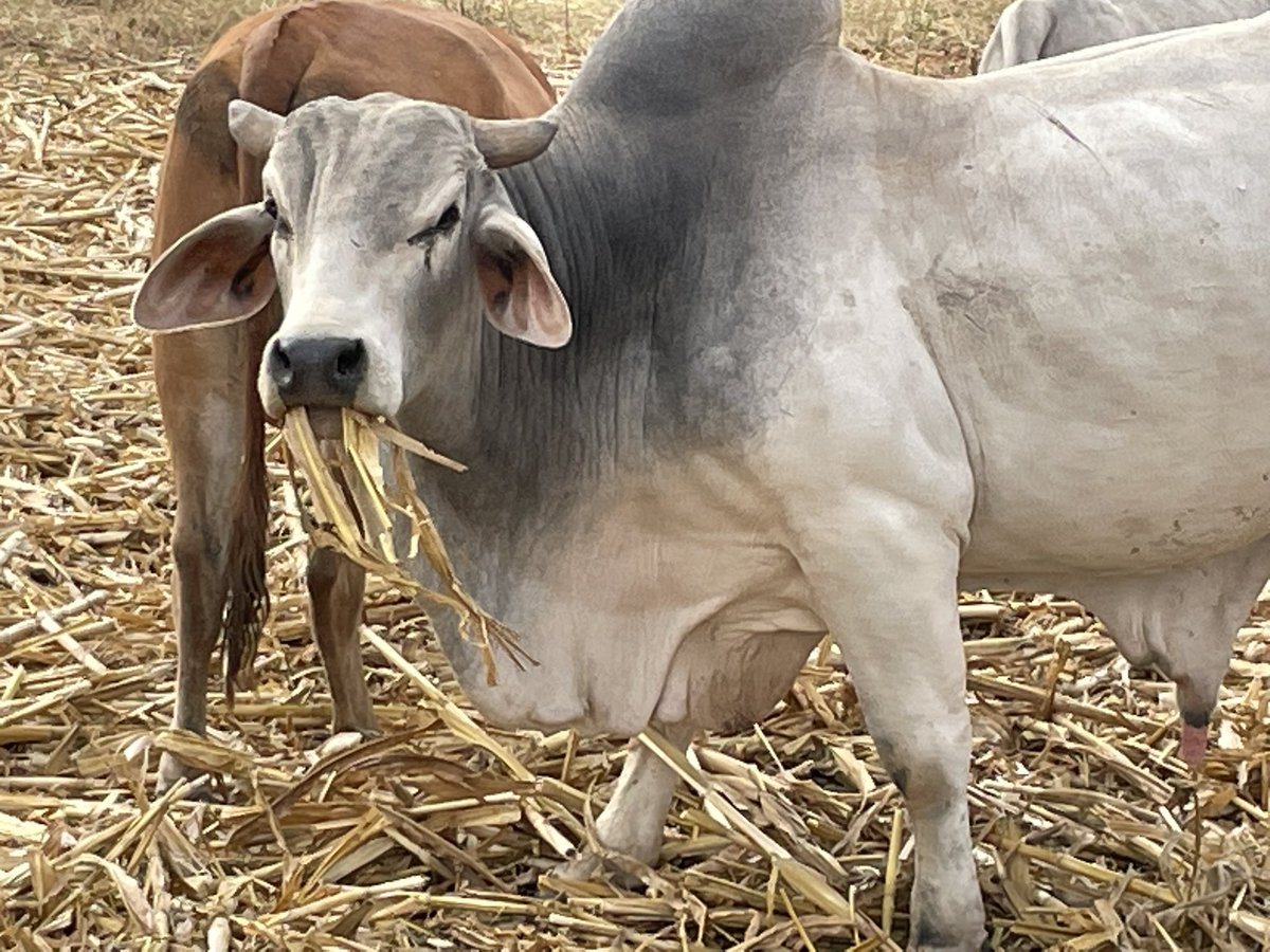 ScrubbsFarm's tweet image. Mombe mumashanga! Harvesting is over, cattle enjoying the dry maize stover.