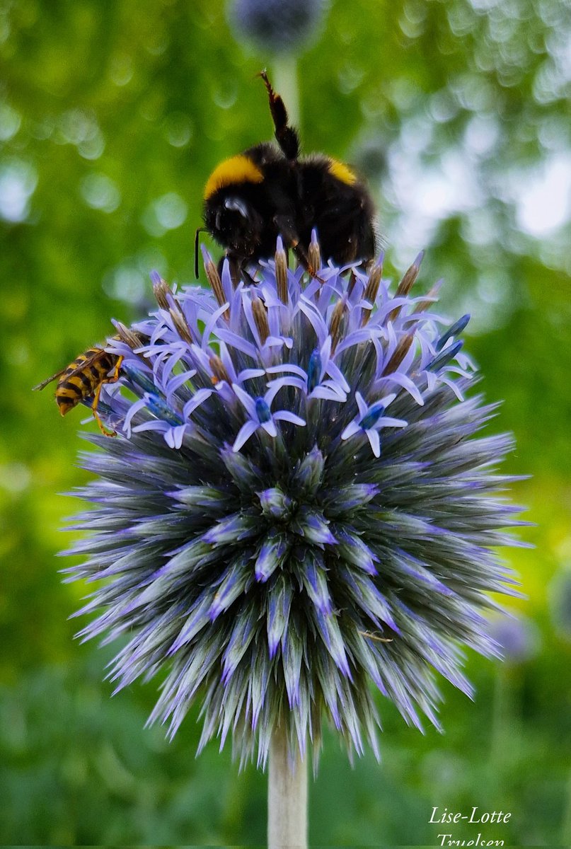 LotteTruelsen's tweet photo. Hi there! How are you all tonight... 🙋‍♀️🐝😁

#bees #flowers #gardening https://t.co/qoo87KLkUK