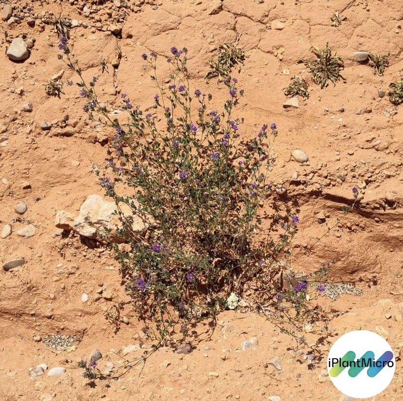 JoaoBarnabe5's tweet photo. Embarked on my first journey of sampling legumes for PGPB, stepping towards sustainable agriculture. Deeply grateful to @iPlantMicro , @greenit_bio4sus , and @itqbnova for their guidance and expertise! #PlantScience #SustainableAgriculture #FirstSampling https://t.co/OCa5DdOJZb