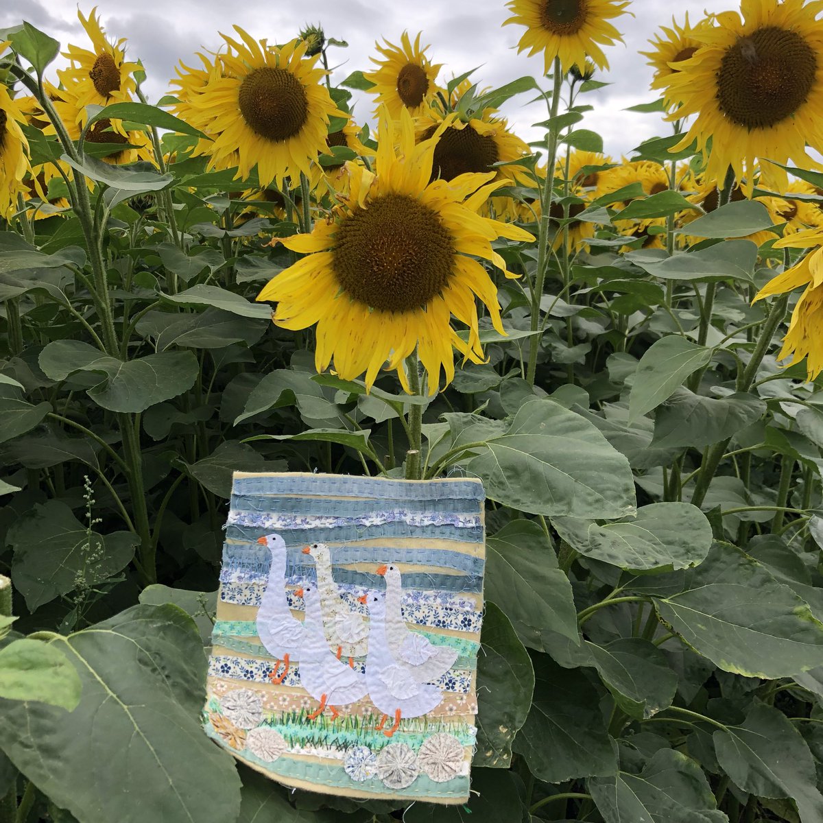 Marching Geese among the sunflowers 
Slowstitch geese panels for sale & Kits for sale .
#embroidery #sunflower #geese 
#slowstitch #kits #handsewn #madeinBurslem @StokeCreates @MadeinStokeonT @MadeInStaffs @EnjoyStaffs