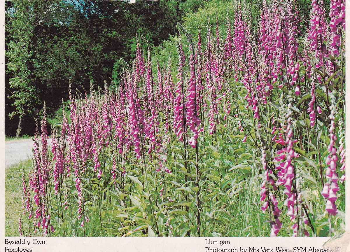 ClwbCPC's tweet photo. Bysedd y Cwn (Foxgloves). Cardyn  grewyd gan WI Clwyd a'i yrru gan #223 #foxgloves #postcard https://t.co/Gwch615Xv8