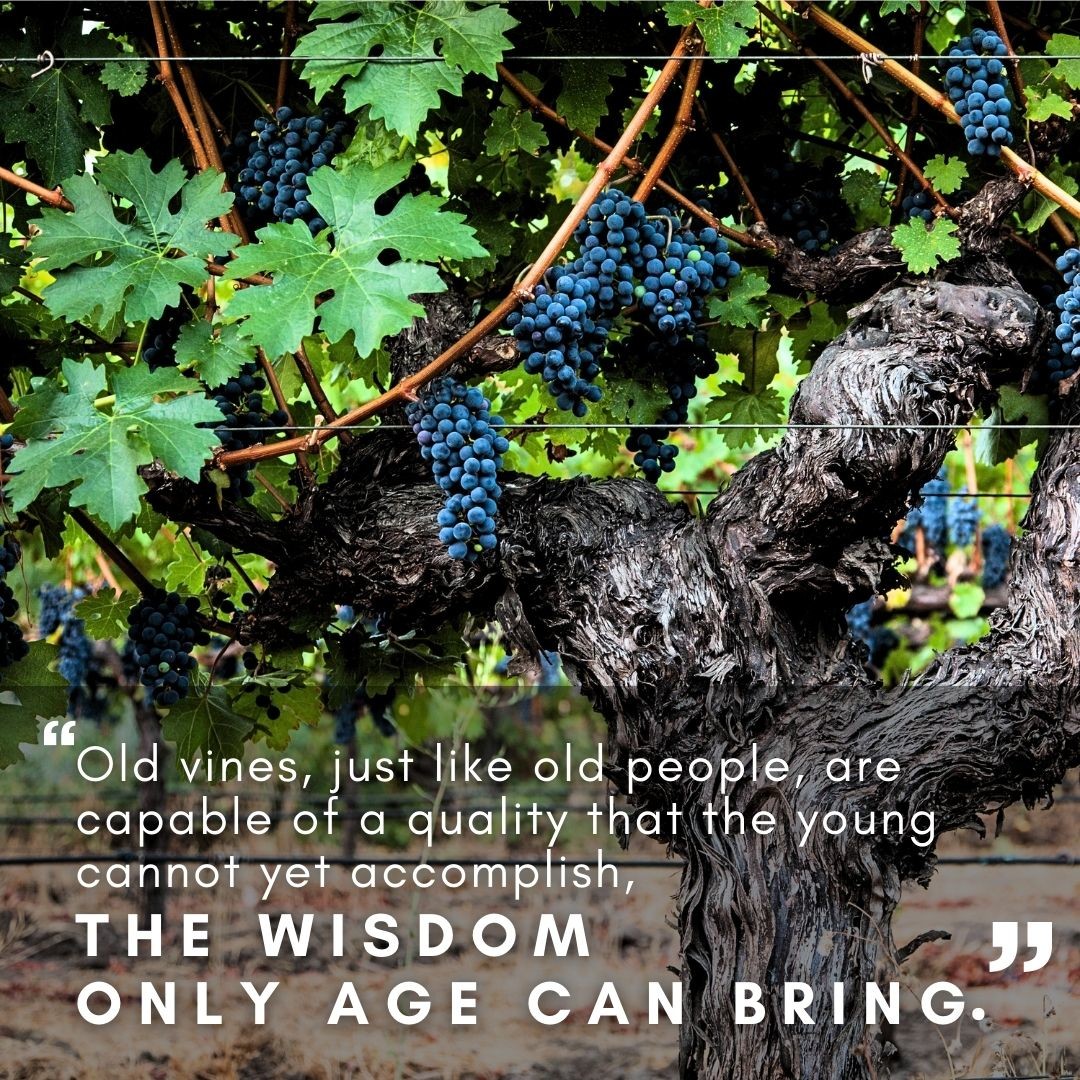 Happy Old Vine Day! Our old vines are extraordinary for a number of reasons! Learn why we find them so important: grgich.com/better-with-ag…