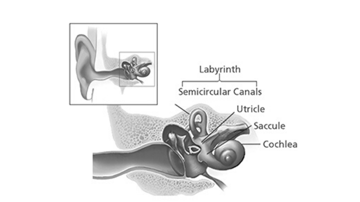 NIH_NIDCD's tweet photo. Our sense of balance relies on signals to our brain from several body organs &amp; structures, including our ears. The part of the ear that supports balance is the vestibular system, which is a maze-like structure made of bone &amp; soft tissue. Read #NIDCDinfo: https://t.co/R1UUkovNKA https://t.co/d6WyDxDzfZ