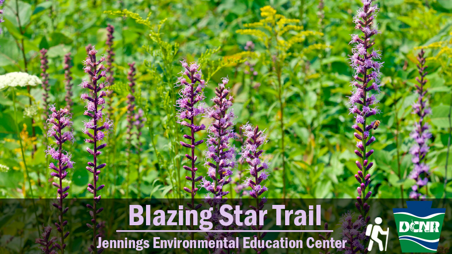 DCNRnews's tweet photo. The Blazing Star Trail at #JenningsEEC is blooming in its purple namesake now in early August. Follow the guided trail to discover the center's unique prairie ecosystem. Learn more ➡ https://t.co/HvPw8dNEii. #TrailTuesday #GetOutdoorsPa #PaStateParks https://t.co/IZhOHszWiJ