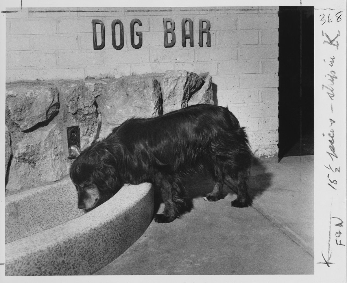 Just like the pup pictured here, we're working hard to stay cool now that we've reached the dog days of summer. ☀️🐶🌊

📷: Dog drinking at "Dog Bar" at Frederick &amp; Nelson Bellevue store, August 1956
MOHAI, Frederick &amp; Nelson Records, 1993.43.21.7