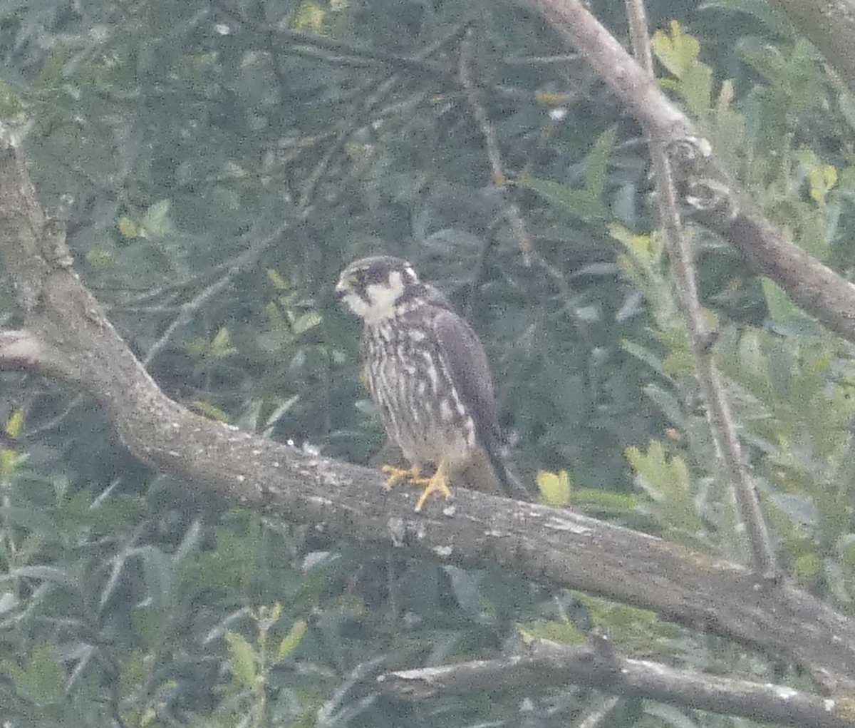 NeilDJarvis's tweet photo. A quiet afternoon at Brandon Marsh this afternoon until two juvenile Hobbies appeared on River Pool perching on dead tree on far side from Mick Taylor Hide. A challenge for my Lumix as grainy pics show! #BrandonMarshSightings https://t.co/JPQEJACnIT