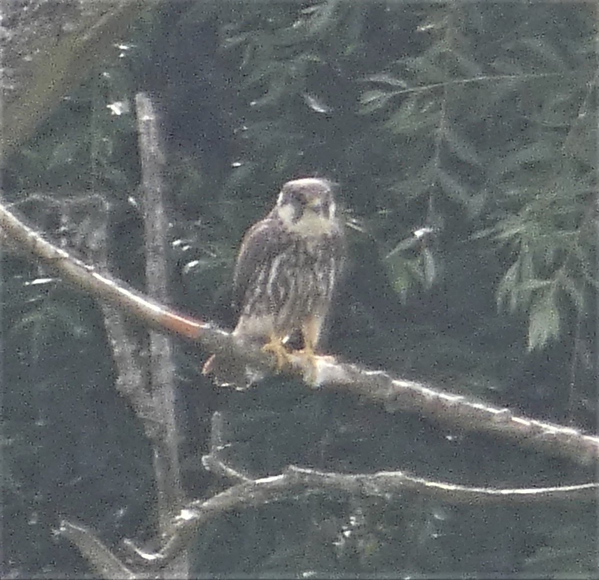 NeilDJarvis's tweet photo. A quiet afternoon at Brandon Marsh this afternoon until two juvenile Hobbies appeared on River Pool perching on dead tree on far side from Mick Taylor Hide. A challenge for my Lumix as grainy pics show! #BrandonMarshSightings https://t.co/JPQEJACnIT